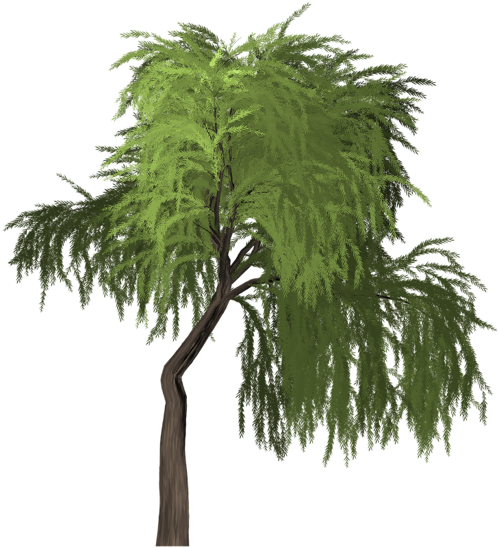 Willow Tree Green - Palm Tree (1280x1280), Png Download
