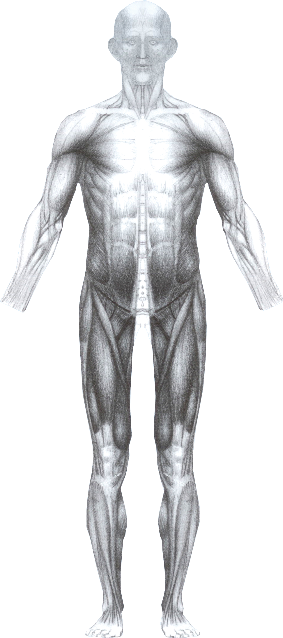 Muscless Front - Male (1102x2301), Png Download