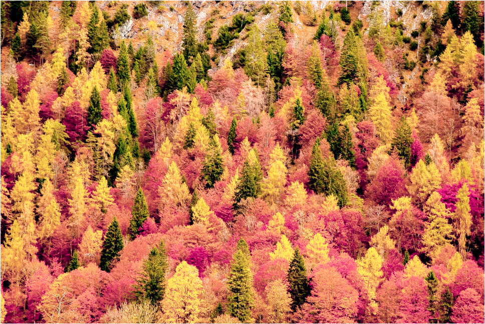 Trees Sticker - Chrysanths (1024x1024), Png Download