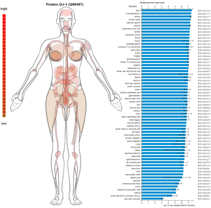 It Is A Ubiquitous Protein, Expressed In Almost All - Diagram (709x699), Png Download