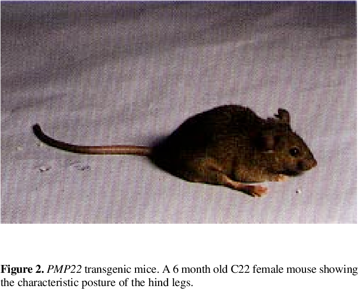 Genomic Analysis Of Transgenic Mice - Mouse (748x592), Png Download