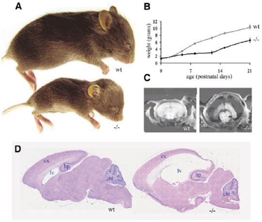 Mdnah5 / Mouse (bottom) And Normal Control Littermate - Hydrocephalus In Laboratory Mice (850x471), Png Download