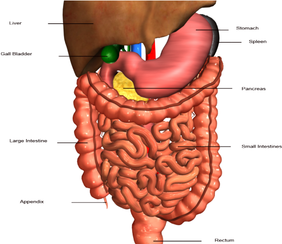 Anatomy Clipart Stomach - Hbs 3.2 2 Digestive System (640x480), Png Download