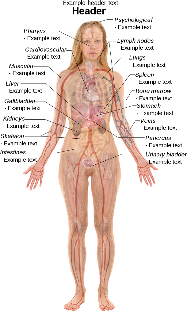 ١٥٠ لە ٢٤٠ پیکسەڵ - Female Body Organ Anatomy (642x1024), Png Download