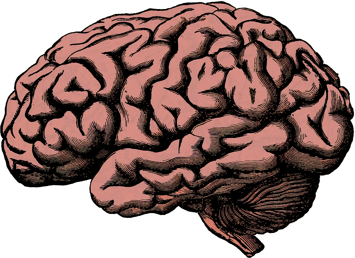 Broken Image Link - Brain Drawing (1440x1049), Png Download