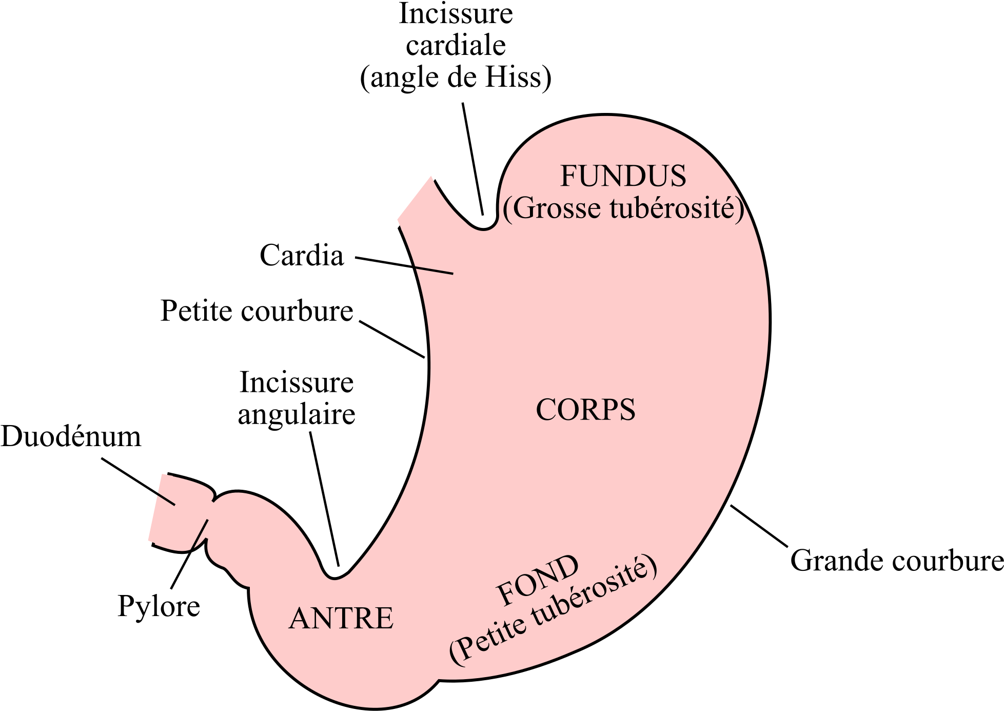 Open - Partie De L Estomac (2000x1448), Png Download