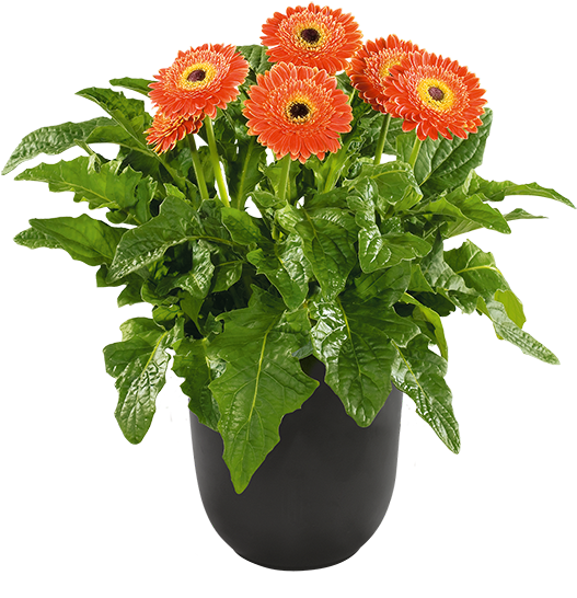 Pot Plants - Barberton Daisy (600x600), Png Download