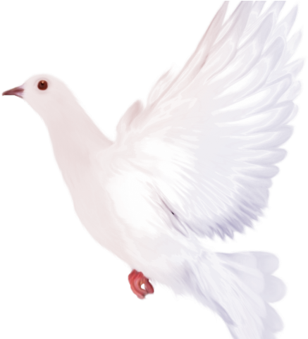 White Dove Clipart Flying - Portable Network Graphics (640x480), Png Download