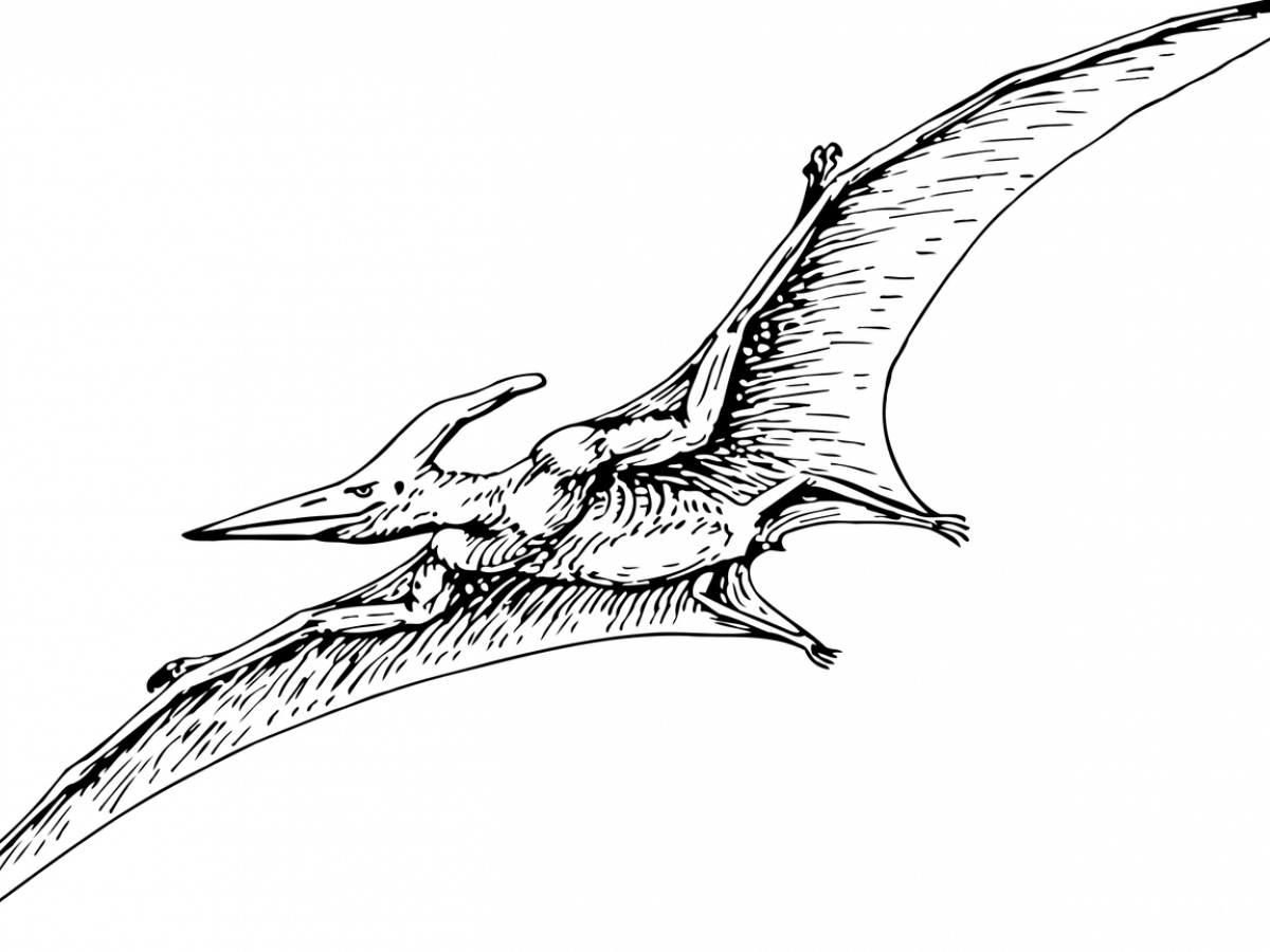 Pterodactyls Are Dinosaurs - Pterodactyl Drawing (1200x900), Png Download