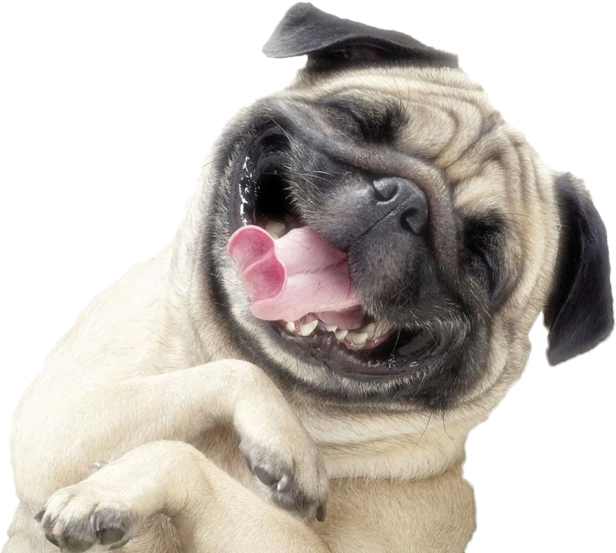 Mops - Adorable Pug (901x800), Png Download