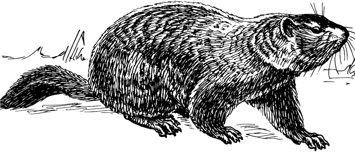 Groundhog Vector Art Free (1200x630), Png Download