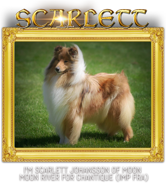Chantique Rough Collies - Pomeranian (800x762), Png Download
