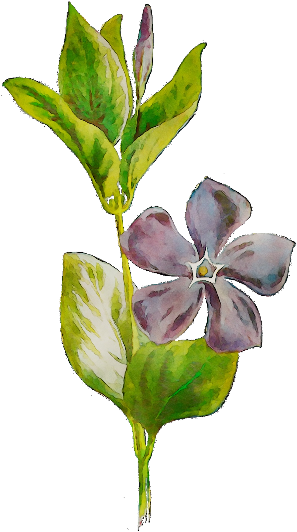 Plants Flowering Leaf Plant Stem Free Hd Image Clipart - Periwinkle (1312x1951), Png Download