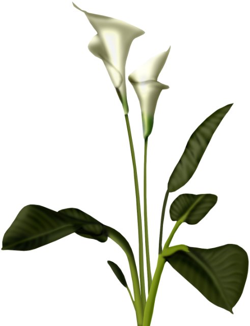 Photo Sam 2 - Calla Lily Plant Png (491x640), Png Download