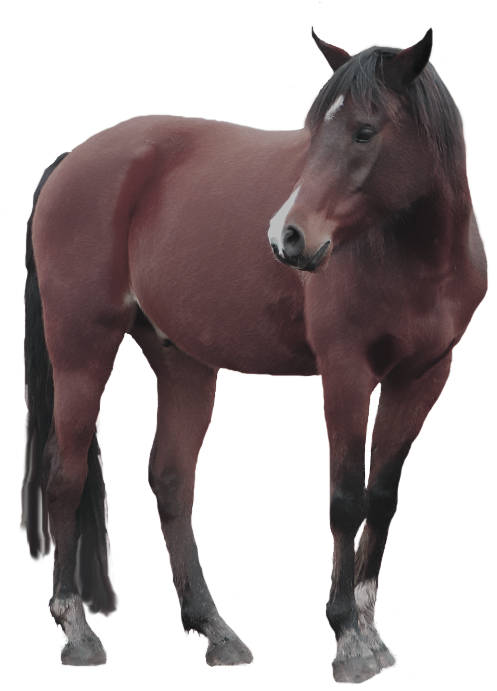 Horse With A White Background (687x743), Png Download