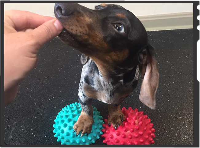 Dachshund Preventative Therapy - Dachshund (720x539), Png Download