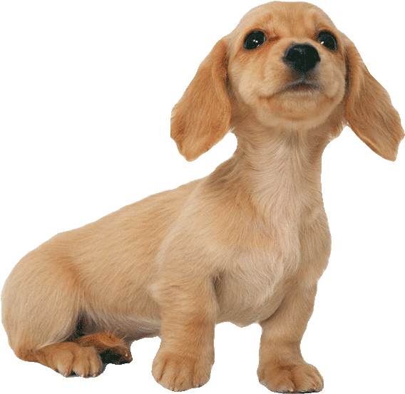 Little Dachshund Puppy600png - 年 12 月 日历 桌面 (600x587), Png Download