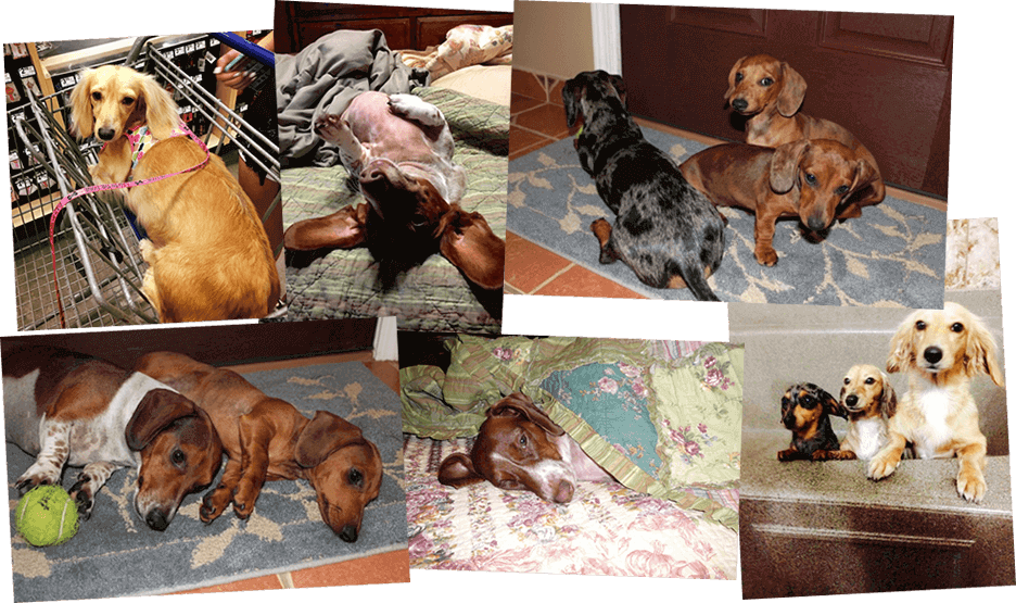 Dachshund Puppies Corpus Christi Texas - Companion Dog (936x555), Png Download
