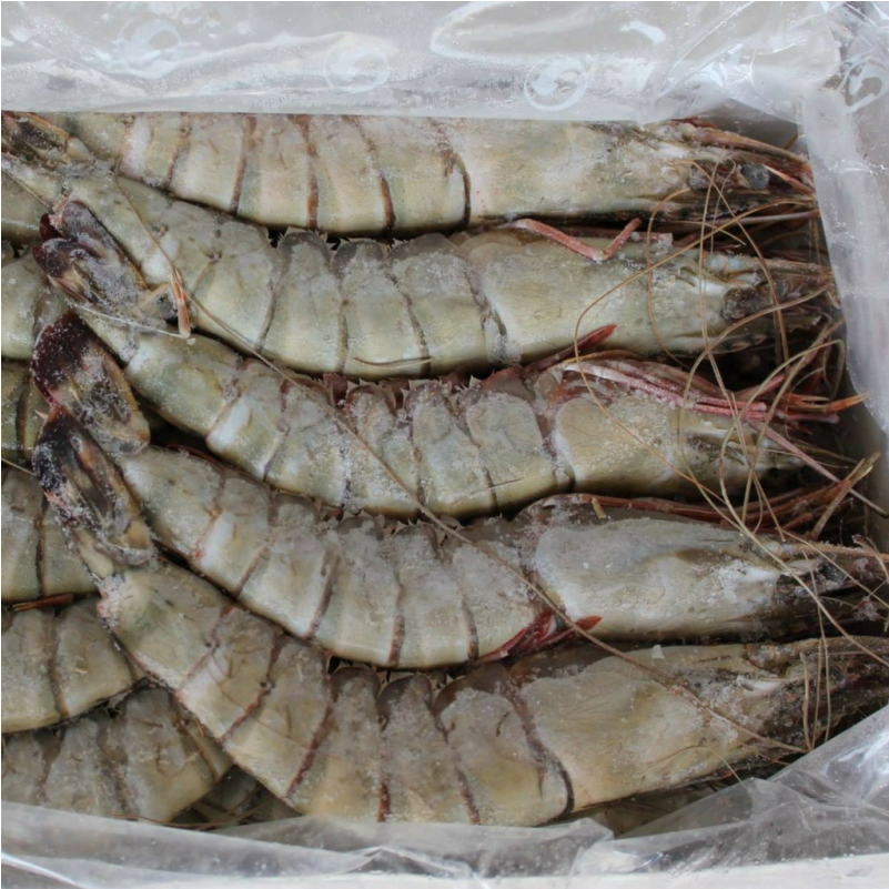 Download Black Tiger Shrimps Head On U15 Frozen 1kg Vietnam Black Tiger Shrimp Png Image With No Background Pngkey Com