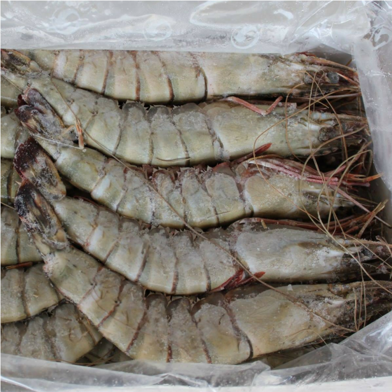 Download Black Tiger Shrimps Head On U15 Frozen 1kg Vietnam Black Tiger Shrimp Png Image With No Background Pngkey Com Download Black Tiger Shrimps Head On U15 Frozen 1kg Vietnam Black Tiger Shrimp Png Image With No Background Pngkey Com