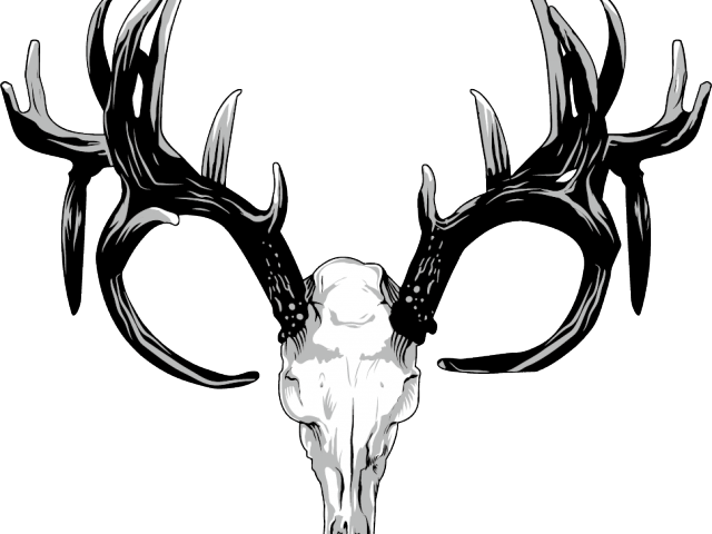 Original - Huesos De Venado Cabeza (640x480), Png Download