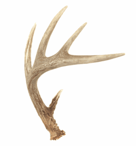 Authentic Deer Antler Large - Deer Antler Cartoon (746x560), Png Download