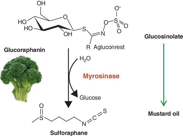 The Mustard Oil Bomb - Myrosinase Broccoli (697x516), Png Download