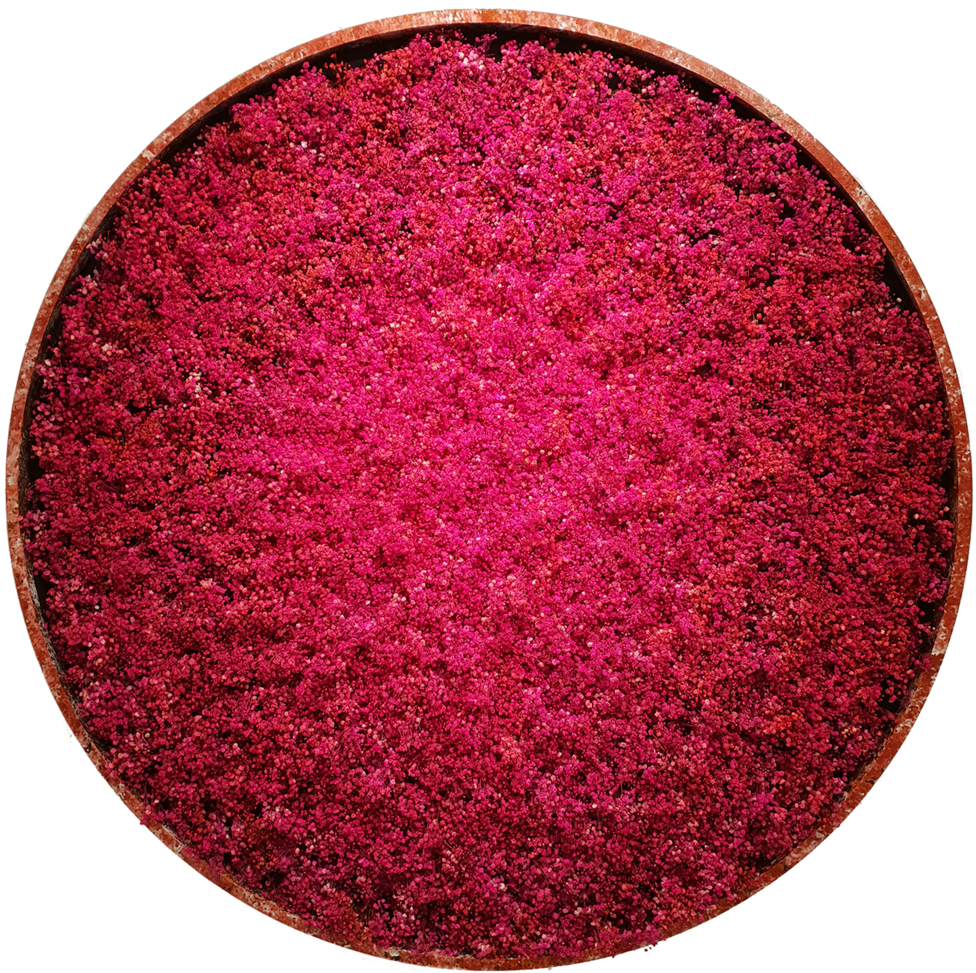 Baby's Breath Flower Human Breathing Pattern Data New - Circle (1000x991), Png Download