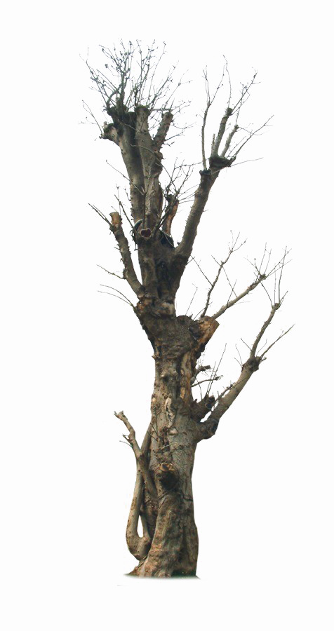 Old Tree Png Image Background - Old Tree Png (476x900), Png Download