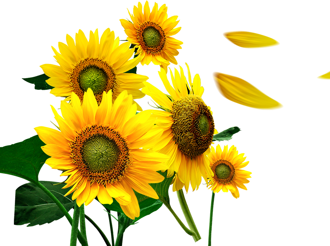 1071 X 799 7 - Flores Girasoles Png (1071x799), Png Download