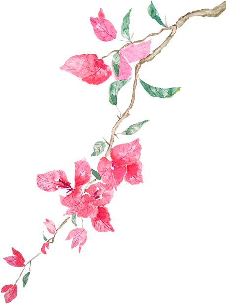 Bleed Area May Not Be Visible - Bougainvillea Watercolor (478x700), Png Download