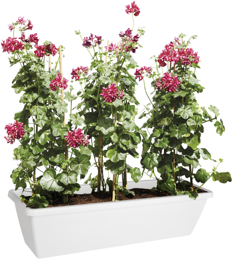 Home > Collection > Barcelona Xl - Bougainvillea (750x750), Png Download