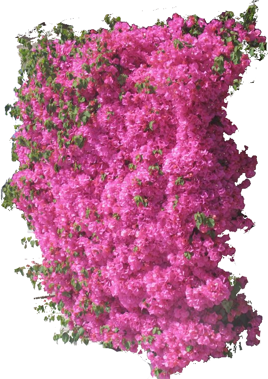 Bouganvilla (555x750), Png Download