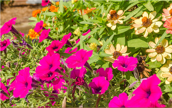 Bougainvillea (1663x448), Png Download