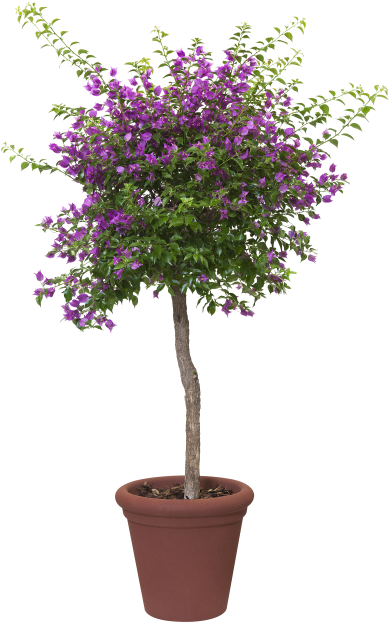 Home > Collection > Allure Doppio - Olivier Arbuste (750x750), Png Download