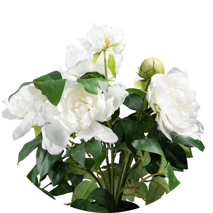 Pink - Bougainvillea (719x719), Png Download