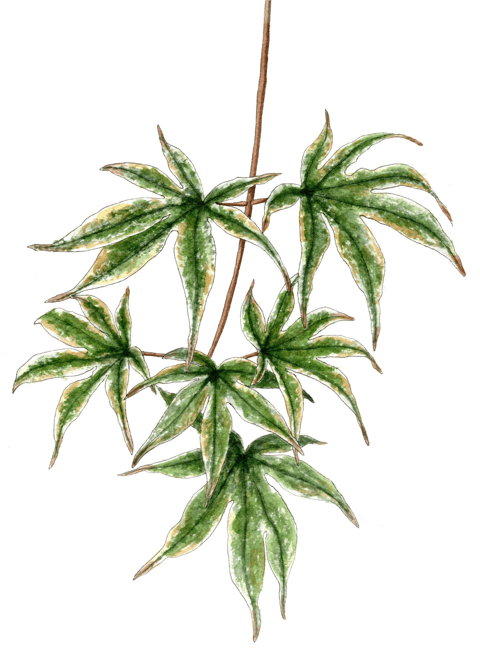 Japanese Maple Branch - Houseplant (2000x2646), Png Download