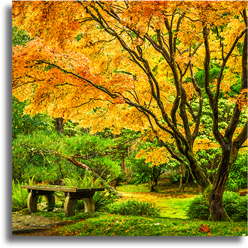 Japanese Maple Tree With Fall Foliage - Washington Park Arboretum Uw Botanic Gardens (960x487), Png Download