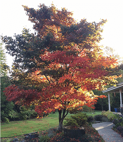 Large Specimens - Black Gum (650x488), Png Download