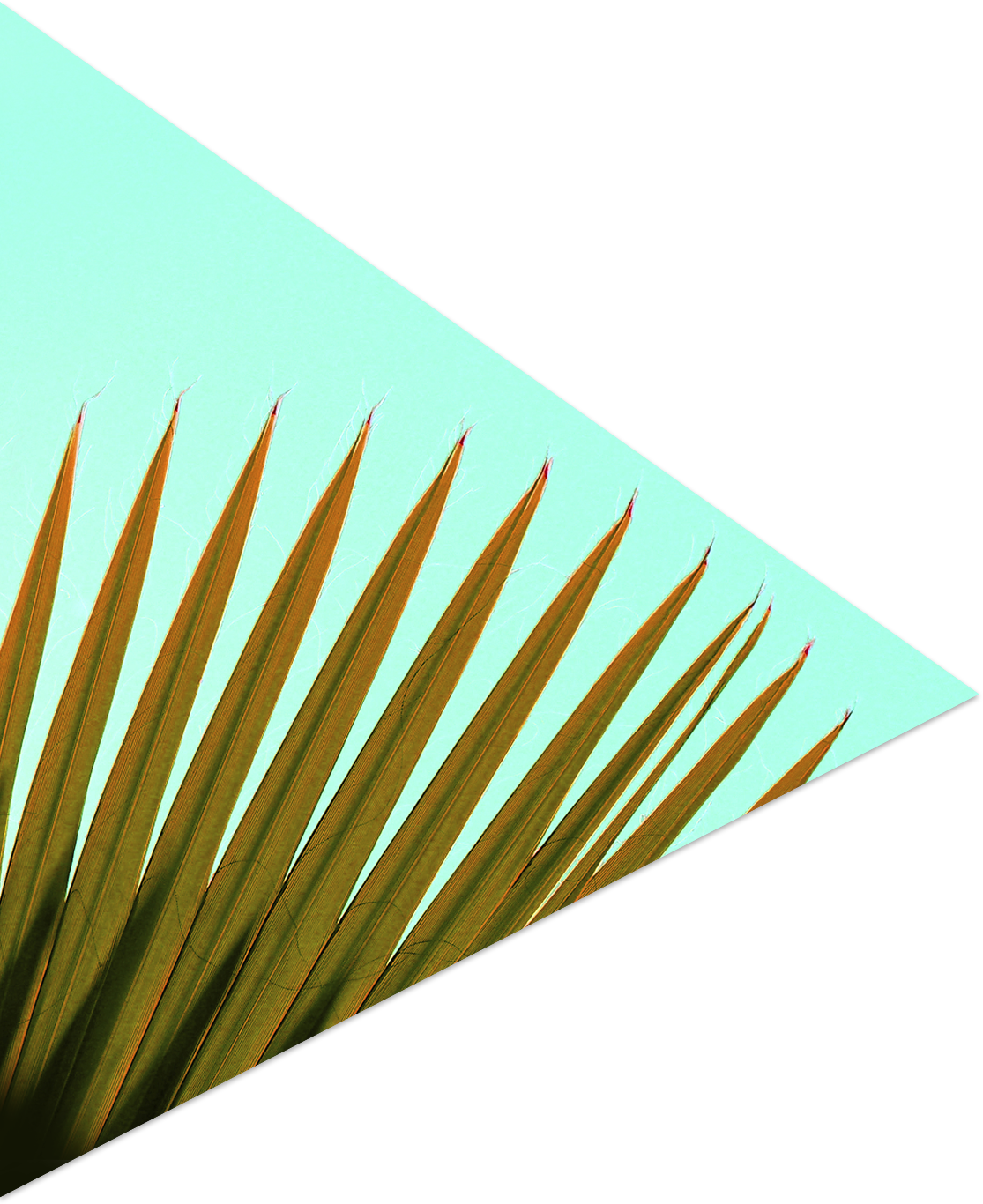 Palm Frond - Paper (1115x1366), Png Download