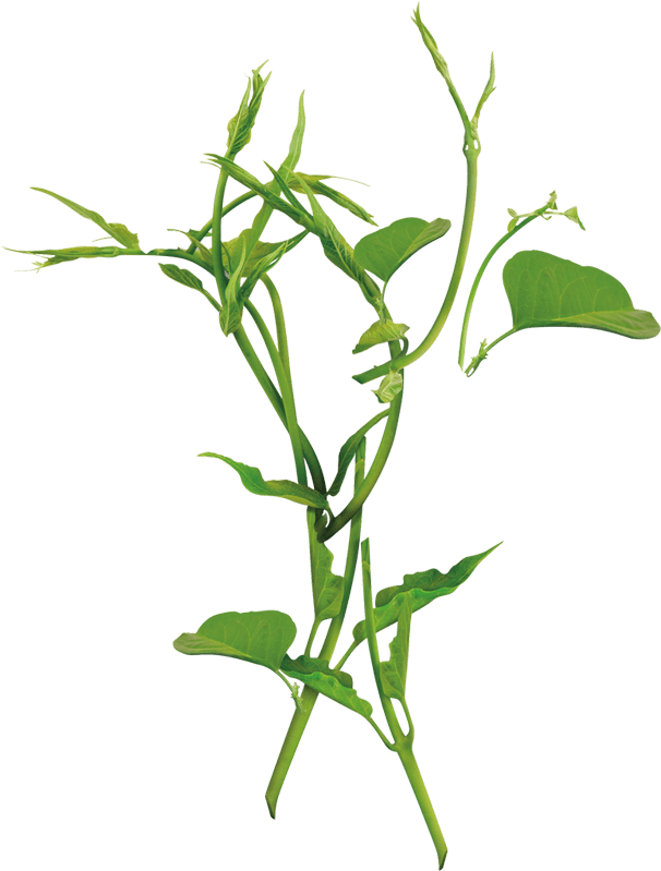 Herbal Point - Arugula (800x1011), Png Download