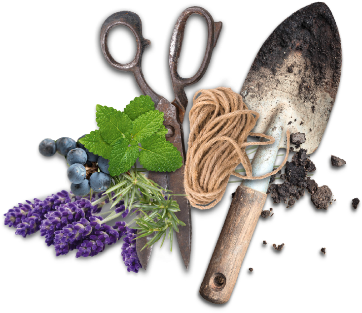 Regional Herbs - Superfood (762x770), Png Download