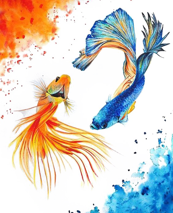 Koi Carassius Fish Yin Watercolor Yang Auratus Clipart - Watercolor Yin Yang Fish (564x696), Png Download