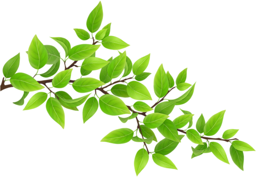 Free Png Download Green Branch Transparent Png Images - Branch Clipart Png (850x587), Png Download