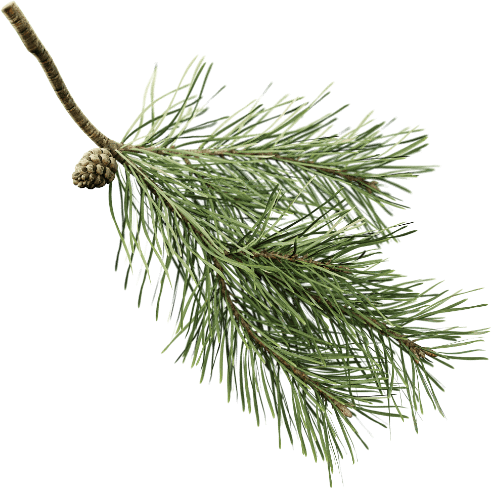 You Can Use The Twig With The Pine Preset, But The - Pine (1024x1024), Png Download