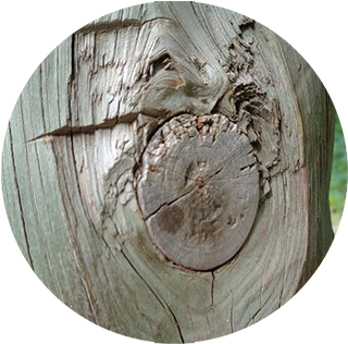 Driftwood (575x350), Png Download