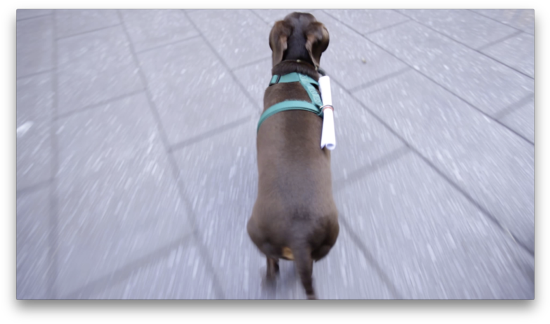 Dachshund In Transit - Dachshund (790x467), Png Download