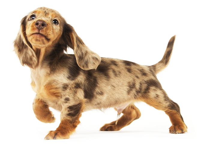 Dachshunds Are Playful By Nature - Dachshund (800x524), Png Download