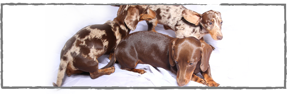 Dapple Dachshund Puppies For Sale Pretoria (1024x309), Png Download