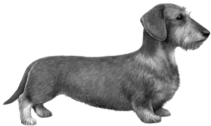 Wirehaired Dachshund - B&w - Dachshund (450x360), Png Download